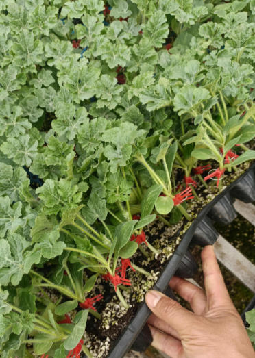 莱西哪有育嫁接西瓜苗,淄博甜王\美都西瓜苗育苗厂2026